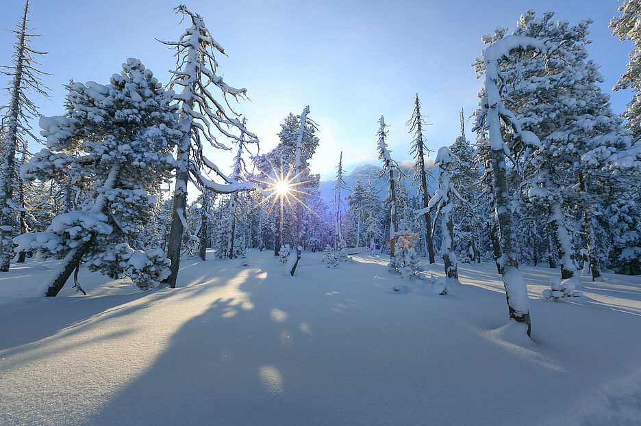 Schneelandschaft im Bergföhrenwald zwischen der Rossweid und Salwideli.