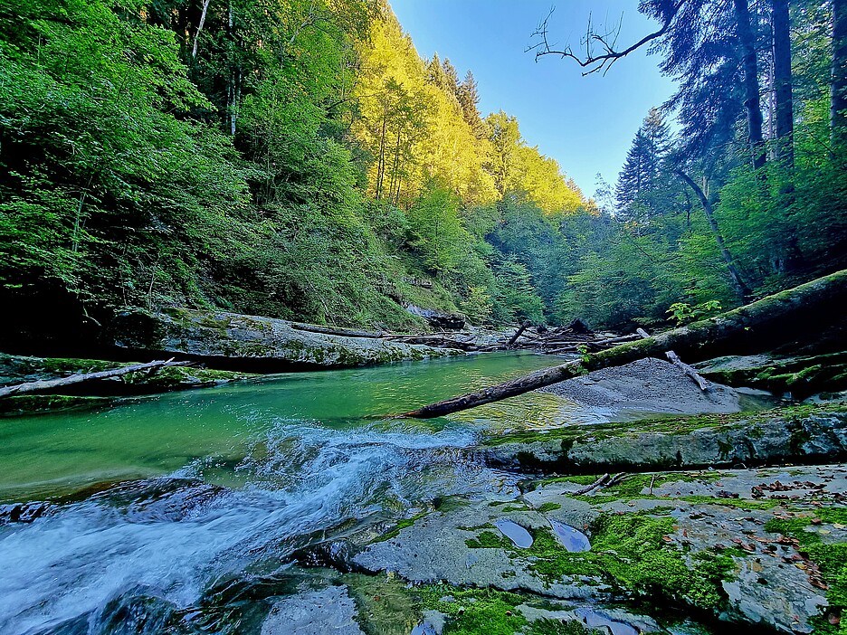 Die Goldach weist eine ursprüngliche Wildheit und teilweise Unwegsamkeit auf, wodurch einzigartige Lebensräume für die einheimische Flora und Fauna entstehen konnten.