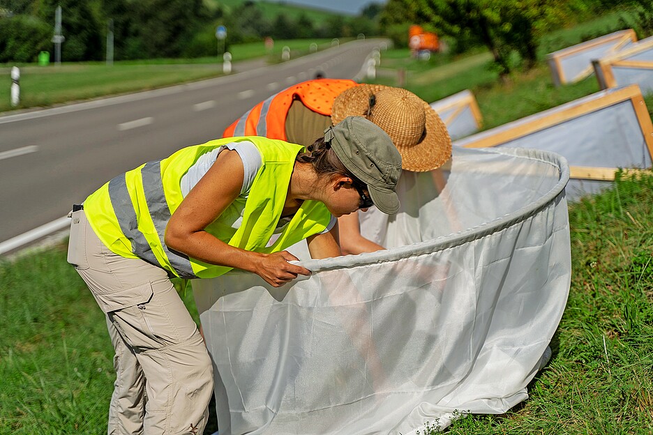 Die Forscherinnen und Forscher zählen im Rahmen ihres Projekts Heuschrecken.